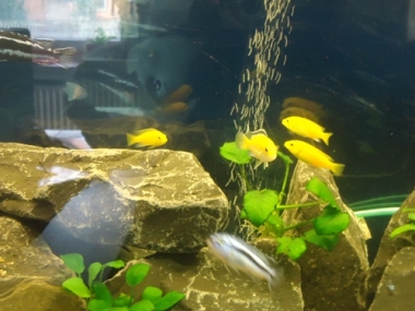 labidochromis_yellow